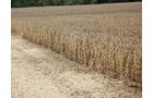 Property photo 2 - 98 +/- Acres Offered in 3 Tracts
